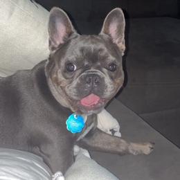 French Bulldogs from Nicky Gee frenchies