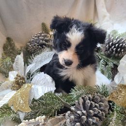 Boy 1 - Black tri Miniature Australian Shepherd puppy in Bethany, Connecticut from Tini Thyme Mini Aussies