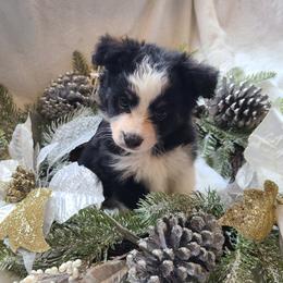 Boy 1 - Black tri Miniature Australian Shepherd puppy in Bethany, Connecticut from Tini Thyme Mini Aussies