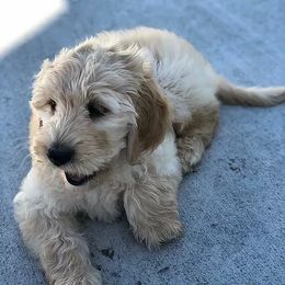 Goldendoodle, Labradoodle, and Poodle Puppies from Sugar Fig Kennel