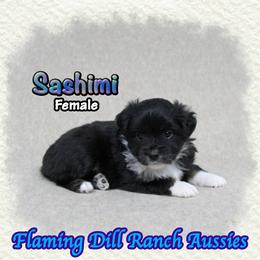 Sashimi - Black tri female Toy Australian Shepherd puppy in Forestburg, Texas from Flaming Dill Ranch Aussies
