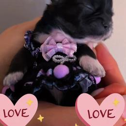 Shih Tzu Puppies from Kaselyn’s puppies