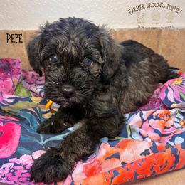 Pepe - Black male Schnoodle puppy in Sedalia, Missouri from Farmer Brown's Puppies