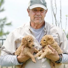 Goldendoodle All Grown Up from We R Mini Doodles