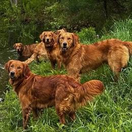 Golden Retriever puppies from Green Mountain Golden Retrievers