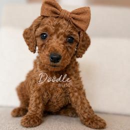 Sedona - Red  female Goldendoodle puppy in Gilbert, Arizona from Doodle Bliss
