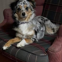 Miniature Australian Shepherd and Toy Australian Shepherd All Grown Up from Graceful Acres