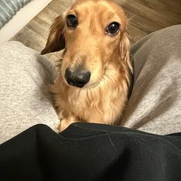 Dachshund puppies from Indian Creek Springers and Doxies