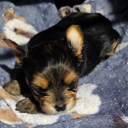 Girl 3 - Black and tan female Yorkshire Terrier puppy in White Pigeon, Michigan from Kathys Yorkie and Shih-tzu Cuties