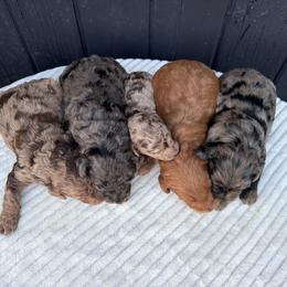 Dark merle - Merle male Goldendoodle puppy in Rush, New York from Care Bear Puppies