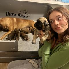 Boerboel and Staffordshire Bull Terrier Puppies from Redwood Coast Staffords & Austin Creek Boerboels