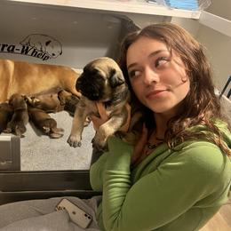 Boerboel and Staffordshire Bull Terrier Puppies from Redwood Coast Staffords & Austin Creek Boerboels