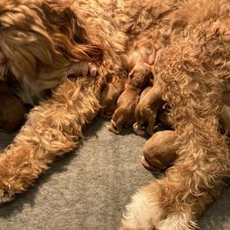 Goldendoodle Puppies from Beck Kennel