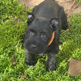 Tyson - Black male Miniature Schnauzer puppy in Atoka, Oklahoma from Boggy Depot Cavaliers & Friends