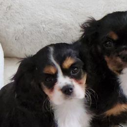 Cavalier King Charles Spaniels from Country Creek Cavaliers