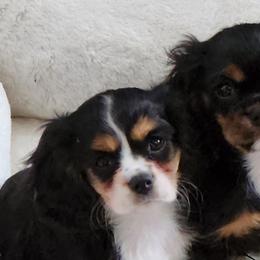 Cavalier King Charles Spaniels from Country Creek Cavaliers