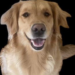 Molly - Golden Retriever