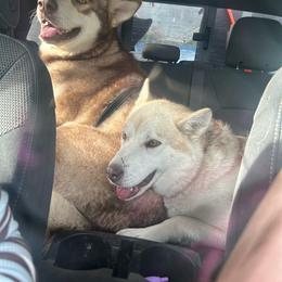 Alaskan Malamute puppies from Half Dead Homestead and Kennels