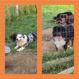 Miniature Australian Shepherd puppies from Amy & Dan's Awesome Aussies