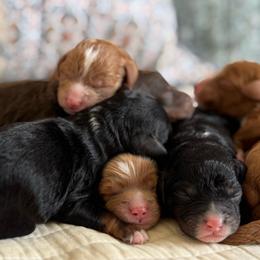 Nantucket - Tri-color male Cavapoo puppy in Beckley, West Virginia from By Design Doodles