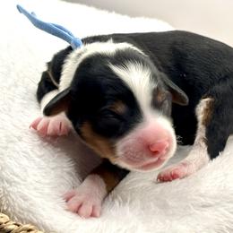 Boy 2 - Tri-color male Bernedoodle puppy in O'fallon, Missouri from Rockin R Doodles