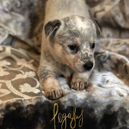 Australian Cattle Dog Puppies from Intermountain Australian Cattle Dogs