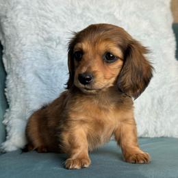 Zuma AKC 3000 - Cream female Dachshund puppy in Krum, Texas from Tired Chef Dachshunds