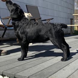 Labrador Retriever Puppies from Findaway Labradors