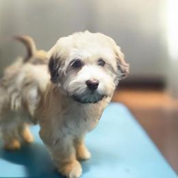 Blaze - Cream male Havanese puppy in Medina, Ohio from Momma's Minis