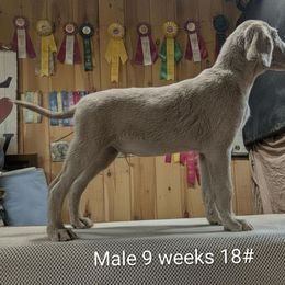 Boy 2 - male Long Haired Weimaraner puppy in Evart, Michigan from Drehbar Weimaraners