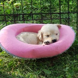 Golden Retriever Puppies from Eagle Ridge Golden Retrievers