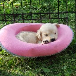 Golden Retriever Puppies from Eagle Ridge Golden Retrievers