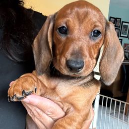 Thick beautiful red girl - Red female Dachshund puppy in Michigan And Florida Locations, Michigan from UP North Dachshunds UPNDLLC