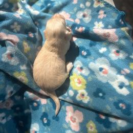 Jessie - Cream female Dachshund puppy in Tahlequah, Oklahoma from Love Some Dogs Dachshunds & Cavalier King Charles Spaniels,Cavapoos