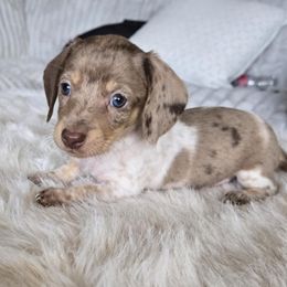 Annie - Dapple female Dachshund puppy in Price, Utah from Stone Kennels