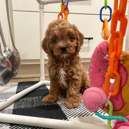Tate - Red male Cavapoo puppy in Beresford, South Dakota from DAKOTA DOOD RANCH