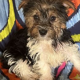 Girl 2 - Chocolate, tan and white female Yorkshire Terrier puppy in Redford Township, Michigan from Childress Yorkies