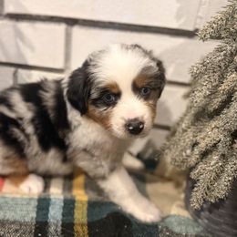 Juniper - Blue merle female Miniature Australian Shepherd puppy in Oak Harbor, Washington from Happy-Go-Lucky Homestead