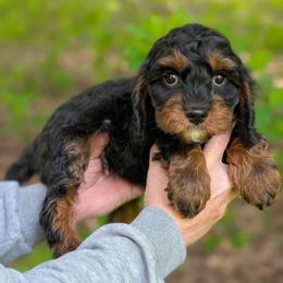 Peter - Black and tan male Cavapoo puppy in Coshocton, Ohio from Forever Family Puppies