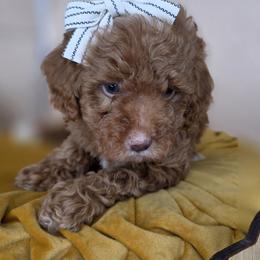 Poppy - Red  female Goldendoodle puppy in Decatur, Tennessee from Diamond's Doodles