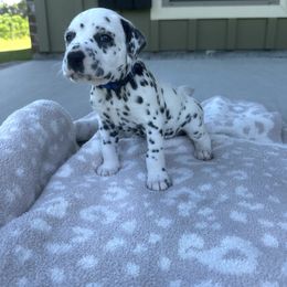 Dalmatian Puppies from Cowart’s Dalmatians