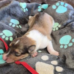 Red - Sable and white female Collie puppy in Kalispell, Montana from C4 Collies