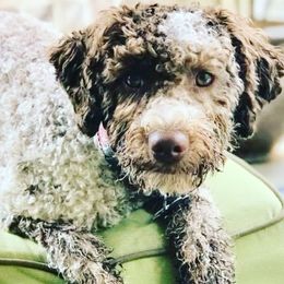 Lagotto Romagnolo All Grown Up from Two By Two Lagotto