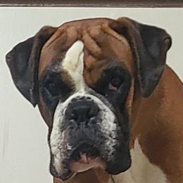 Blueberry Fieldsforever - Boxer