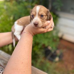 Frankie - Cream male Dachshund puppy in Wichita Falls, Texas from Long Dogs in The Falls