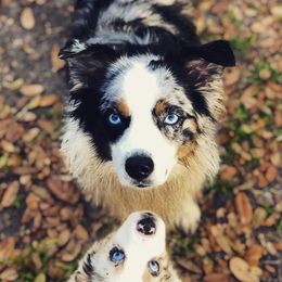 Australian Shepherds, Miniature American Shepherds, and Miniature Australian Shepherds from Afleet Aussies & Jacks