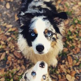 Australian Shepherds, Miniature American Shepherds, and Miniature Australian Shepherds from Afleet Aussies & Jacks