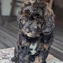 Hot Pink - Tri-color female Bernedoodle puppy in Connecticut from Valley View Doodles