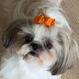 Maggie - Shih Tzu