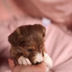 Bernedoodle, Bordoodle, and Golden Retriever Puppies from Golden Light Puppies